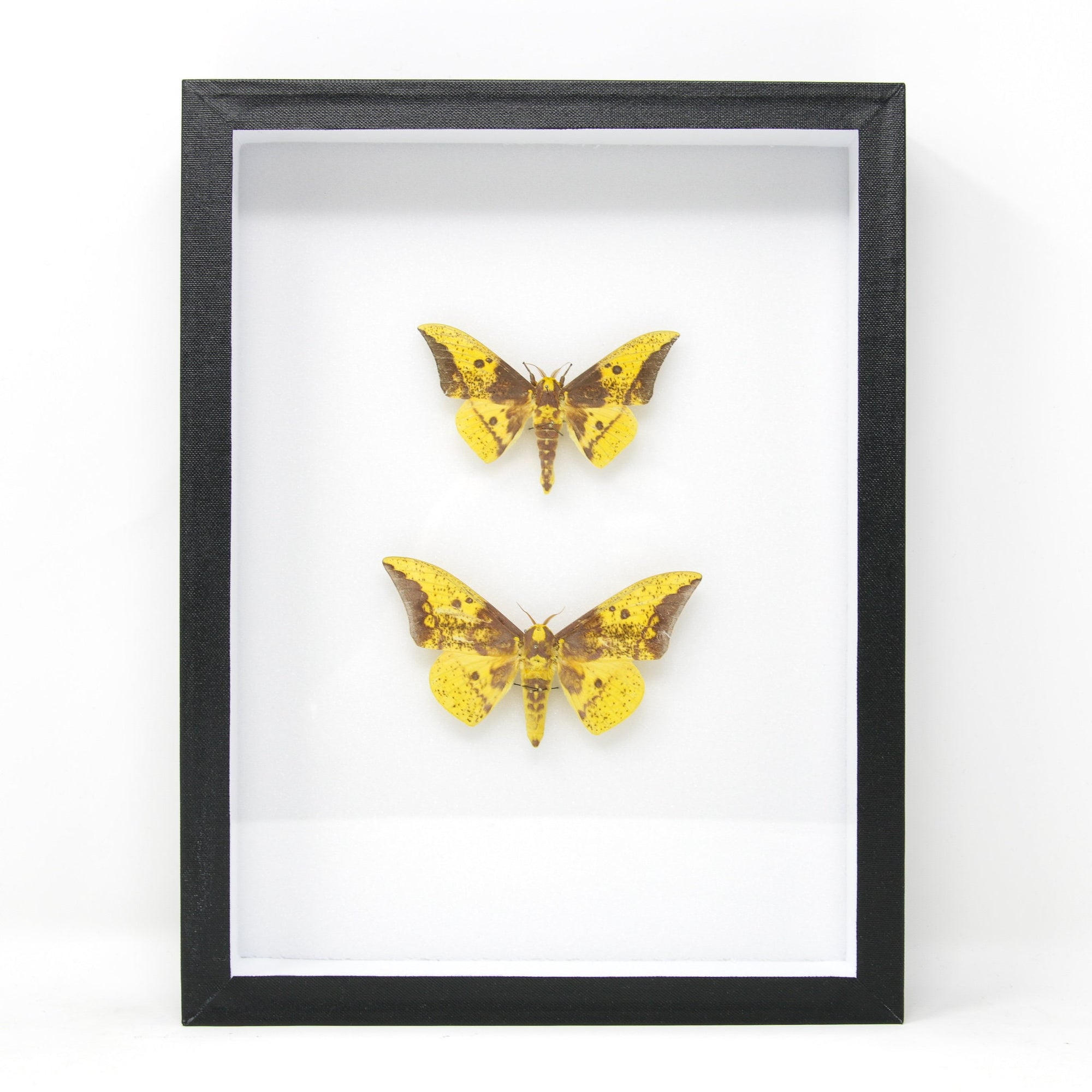 Silk Moth Taxidermy Specimens | Pinned Lepidoptera with Scientific Collection Data, Entomology Box Frame | 12x9x2 inch  BFS13