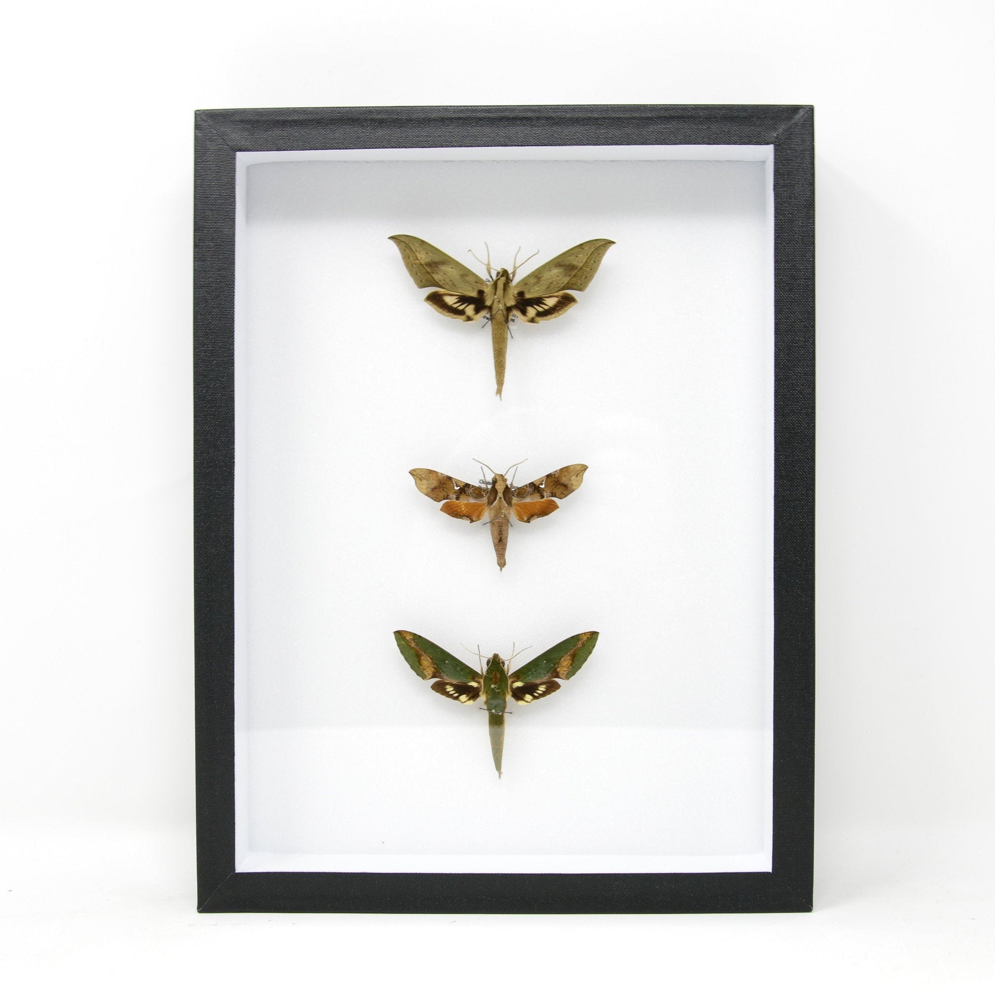 Hawkmoth Taxidermy Specimens | Pinned Lepidoptera with Scientific Collection Data, Entomology Box Frame | 12x9x2 inch  BFS15