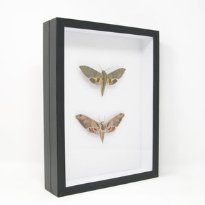 Hawkmoth Pinned Specimen A1 | Moth Mounted in Entomology Box Frame | 11.8x9x2 inch (300×230×55 mm)