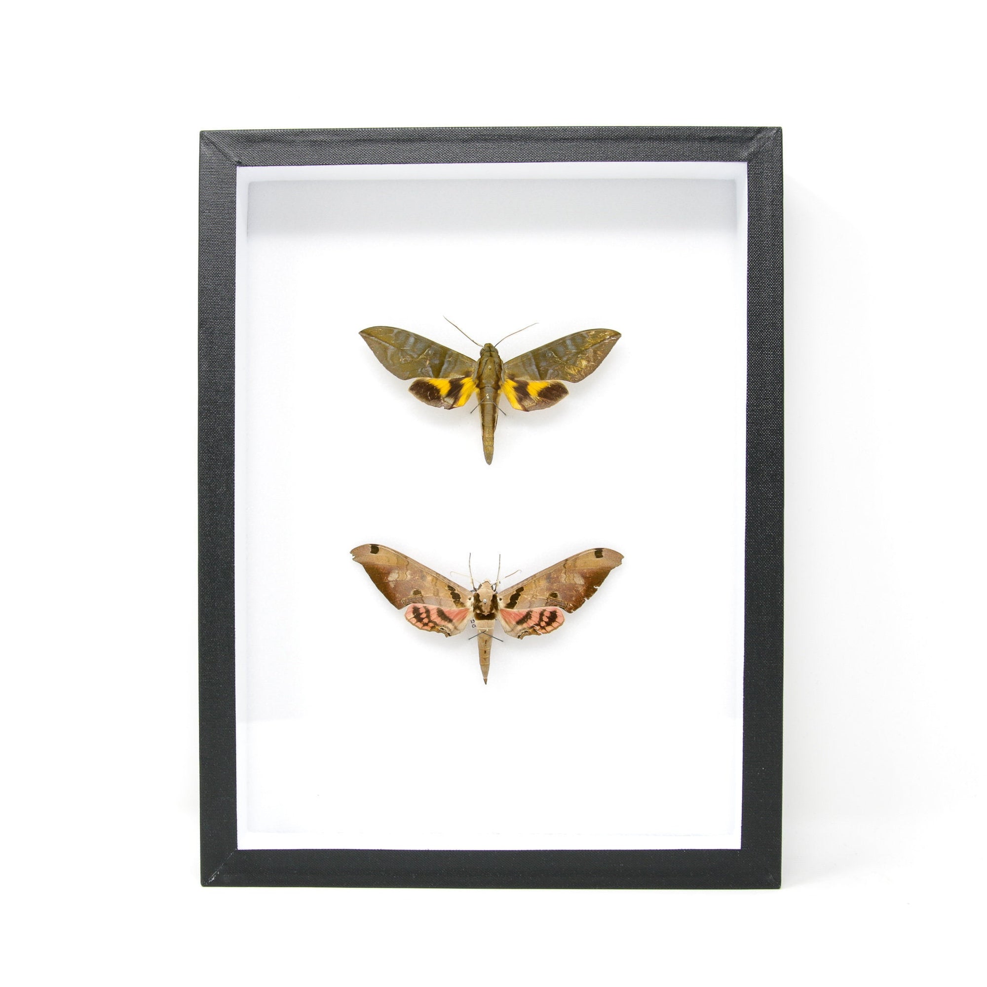 Hawkmoth Taxidermy Specimens | Pinned Lepidoptera with Scientific Collection Data, Entomology Box Frame | 12x9x2 inch  BFS07
