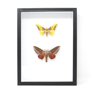 Hawkmoth Silk-moth Taxidermy Specimens | Pinned Lepidoptera, Entomology Box Frame | 12x9x2 inch