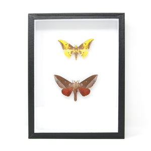 Hawkmoth Silk-moth Taxidermy Specimens | Pinned Lepidoptera with Scientific Collection Data, Entomology Box Frame | 12x9x2 inch