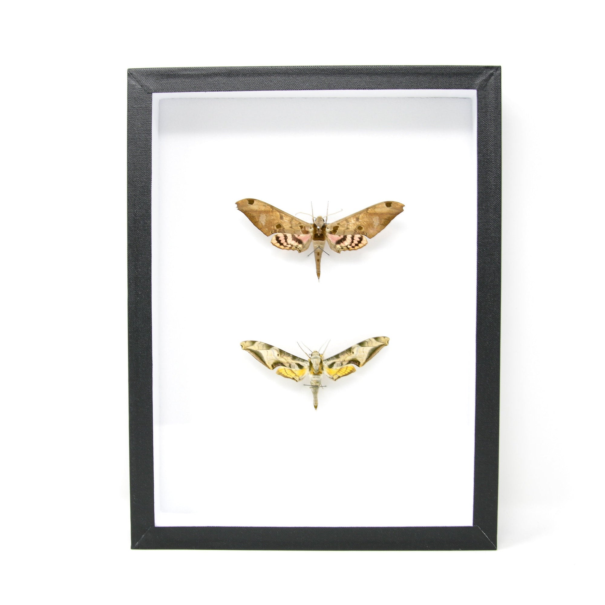 Hawkmoth Taxidermy Specimens | Pinned Lepidoptera with Scientific Collection Data, Entomology Box Frame | 12x9x2 inch  BFS05