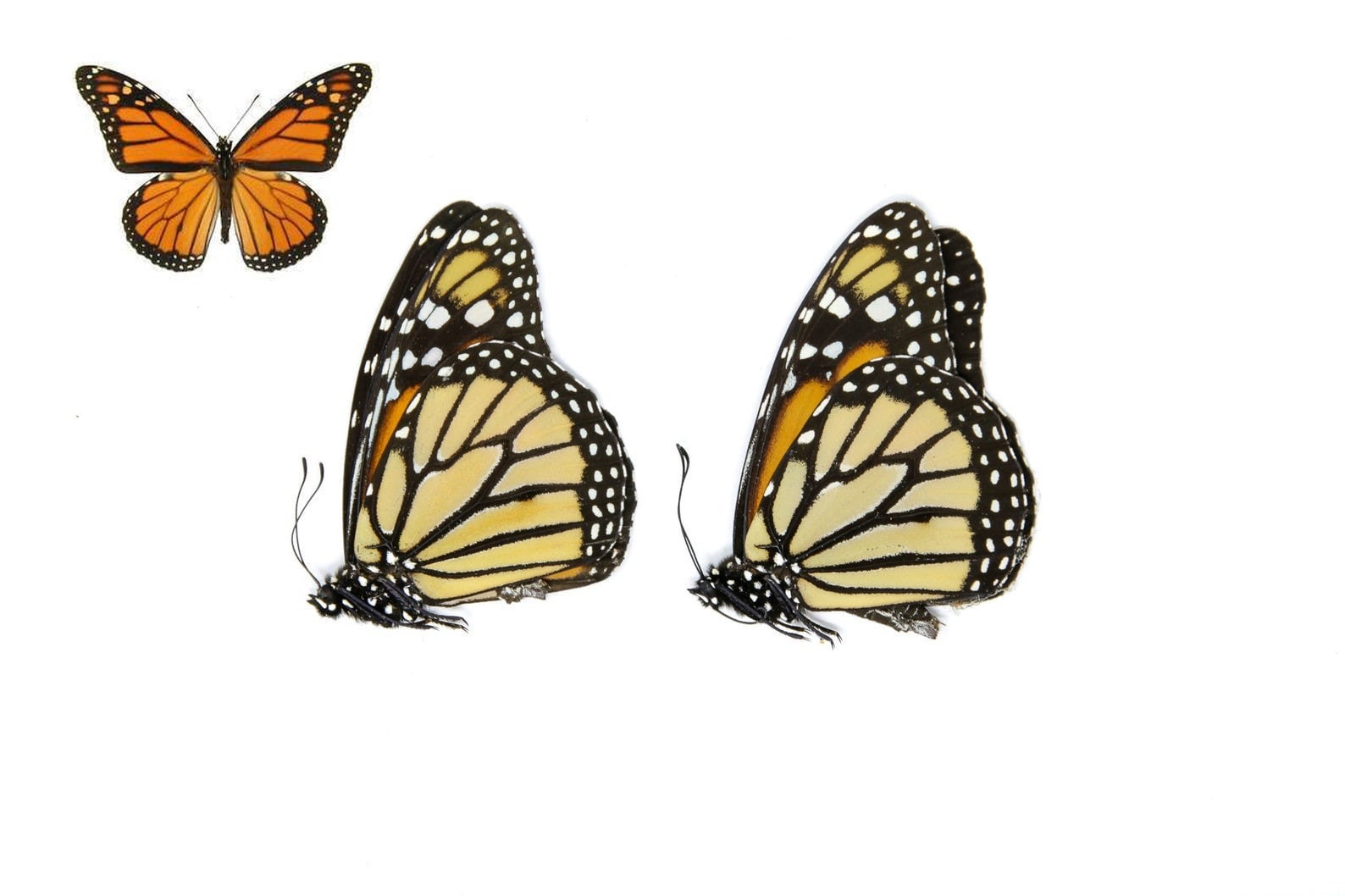 TWO (2) Monarch Butterflies, Danaus plexippus, Dry-Preserved Butterfly Specimens, Ethical Taxidermy Butterflies