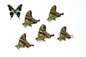 5 x Graphium weiskei | The Purple Spotted Swallowtail Butterflies | A1 Unmounted Specimens