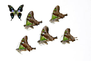 FIVE (5) The Purple Spotted Swallowtail Butterflies | Graphium weiskei | Unmounted Papered Specimens A1