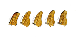 5 x Dryas julia | Julia Butterflies | A1 Unmounted Specimens