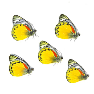 5 x Delias oraia | Jezebel Butterflies | A1 Unmounted Specimens