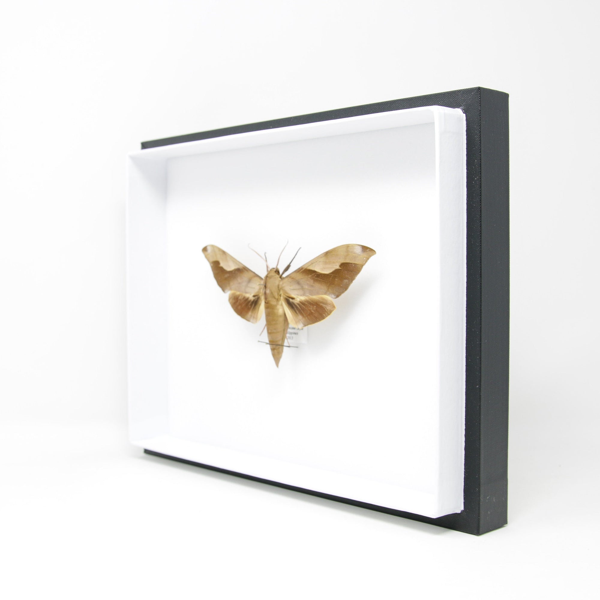 Hawkmoth Set Pinned Specimens | Moth Mounted in Entomology Box Frame with Scientific Collection Data | 11.8x9x2 inch (300×230×55 mm) A1