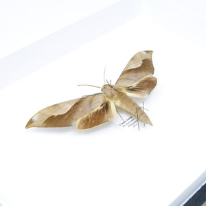 Hawkmoth Pinned Specimen A1 | Mounted in Entomology Box Frame | 11.8x9x2 inch (300×230×55 mm)
