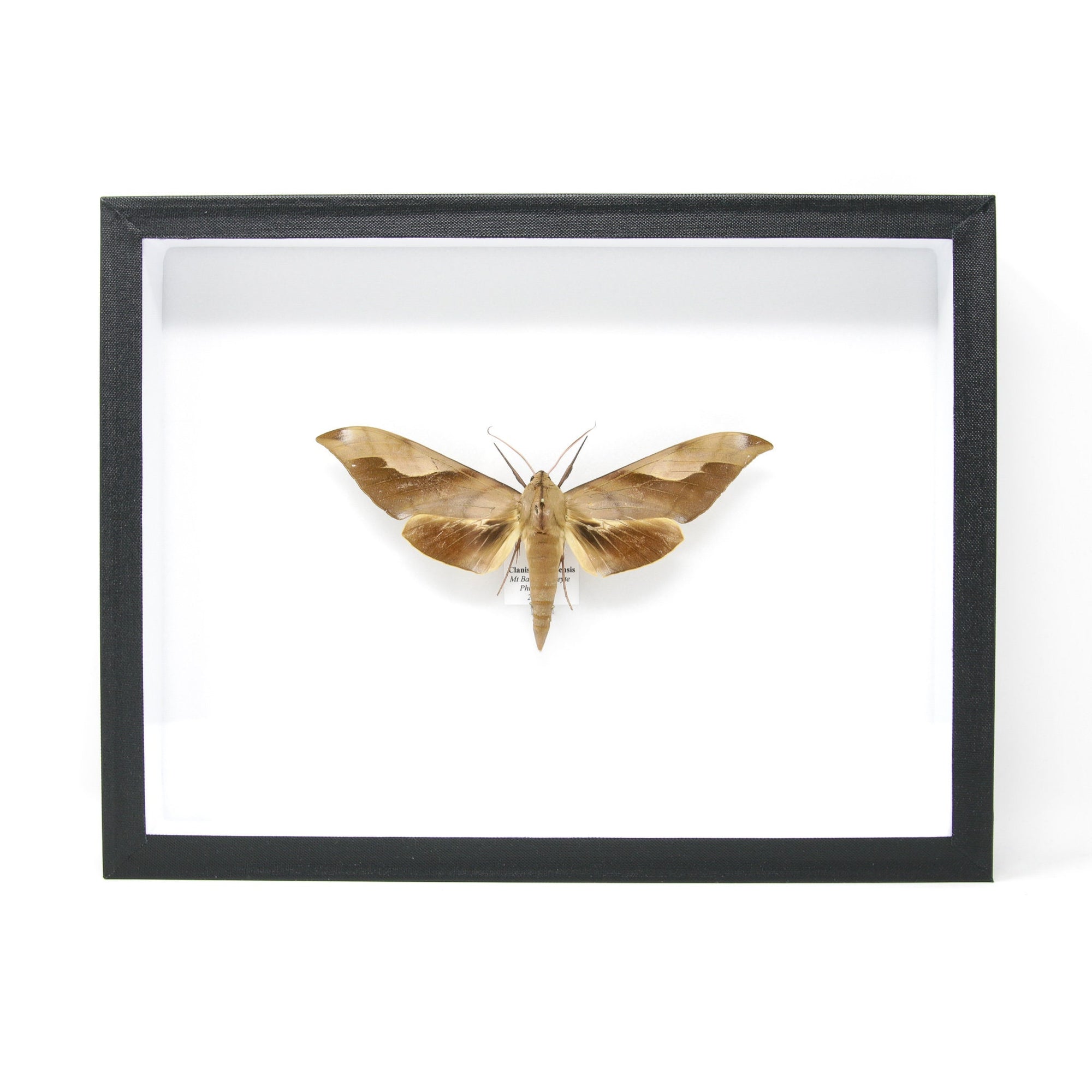 Hawkmoth Set Pinned Specimens | Moth Mounted in Entomology Box Frame with Scientific Collection Data | 11.8x9x2 inch (300×230×55 mm) A1
