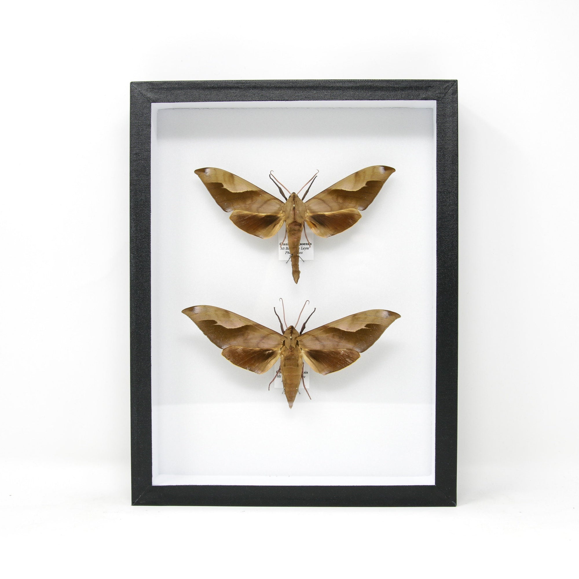 Hawkmoth Taxidermy Specimens | Clanis surigaoensis | Pinned Lepidoptera with Scientific Collection Data, Entomology Box Frame | 12x9x2 inch