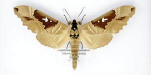 Arrow Sphinx Hawkmoth | Lophosthus dumolinii | Pinned Lepidoptera with Scientific Collection Data A1