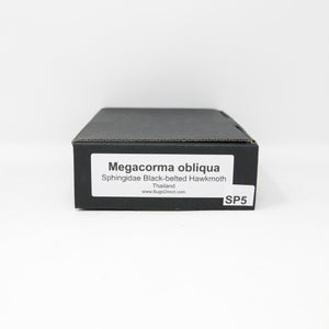 1 x Megacorma obliqua | Black-belted Hawkmoth Specimen | A1 Pinned Specimen