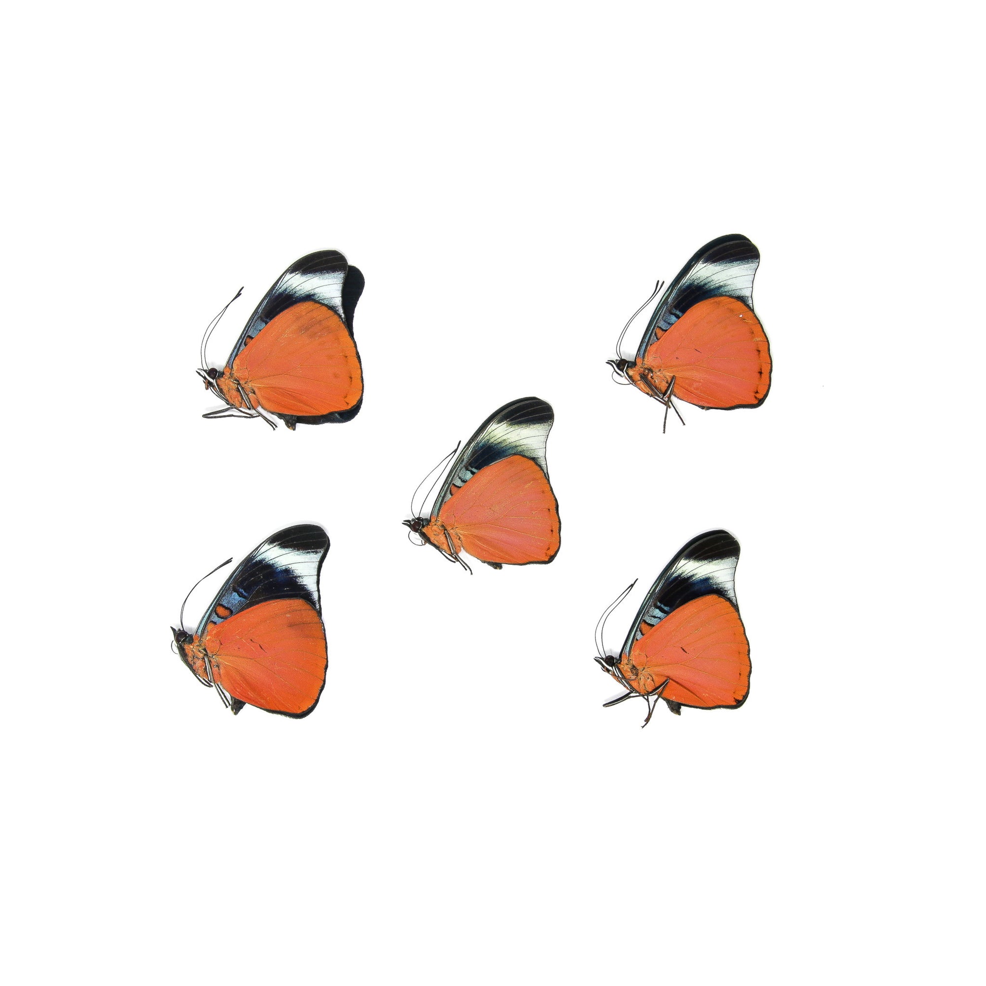 5 x Red Flasher Butterflies | Panacea prola | A1 Unmounted Specimens