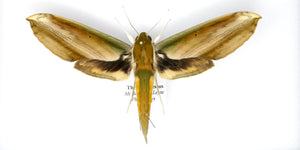The Yam Hawkmoth | Theretra nessus | Pinned Lepidoptera with Scientific Collection Data A1