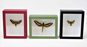 SET OF 3 Framed Moths | Taxidermy Specimens | Pinned in Classic Entomology Boxes | 120x150x55mm