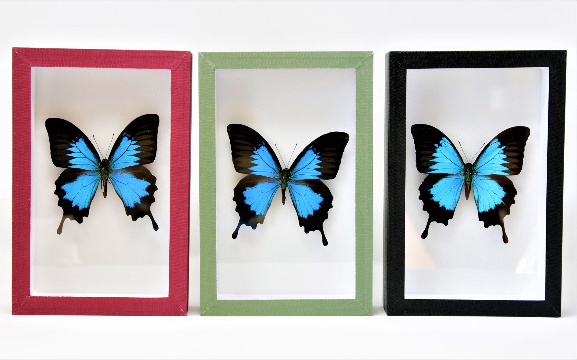 Framed Blue Ulysses Butterfly Collection | Museum Styled Specimens | Pinned in Classic Entomology Boxes | 230x150x55mm