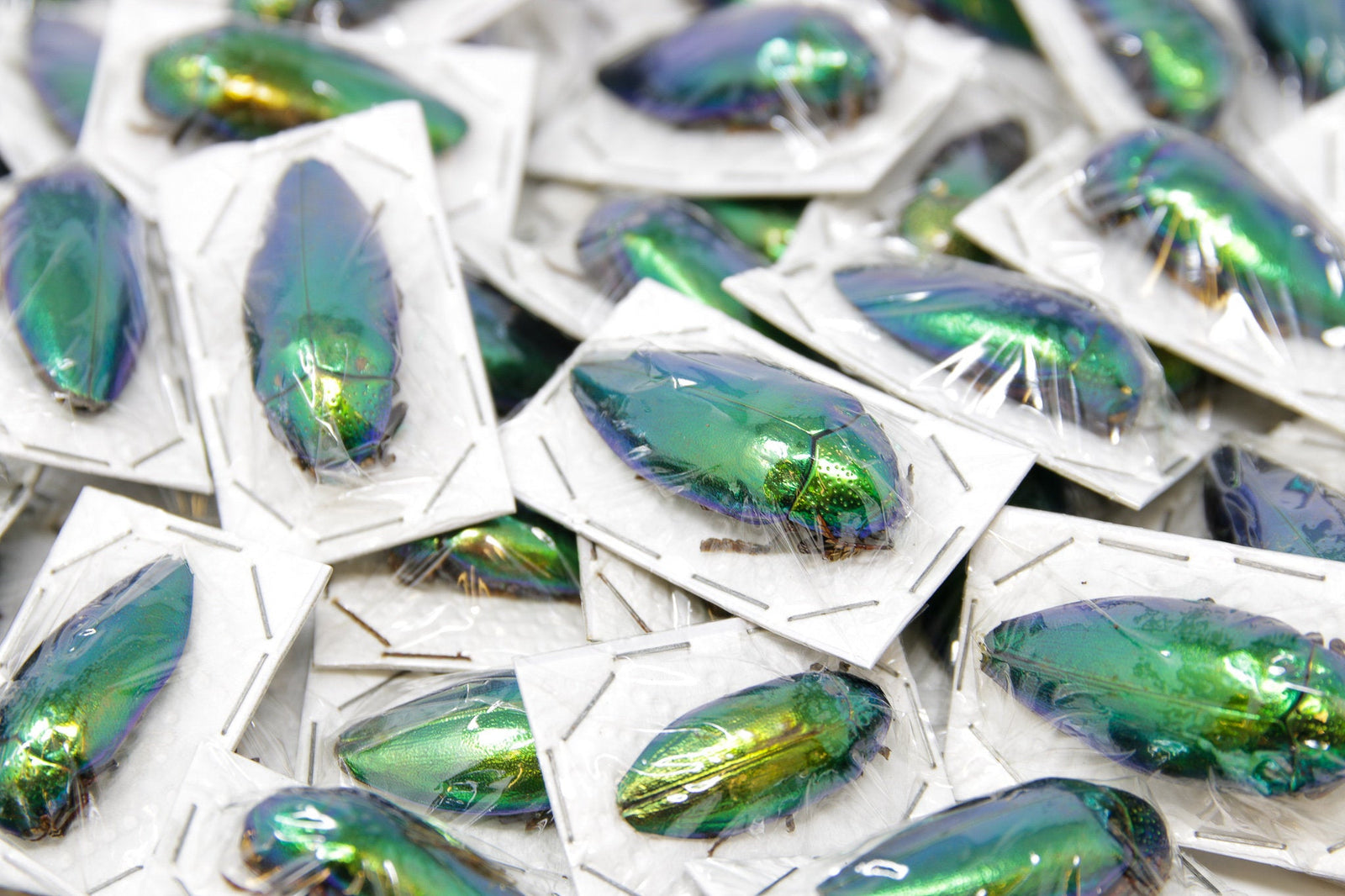 Metallic Green Jewel Beetles (Sternocera ruficornis) A1 Specimens