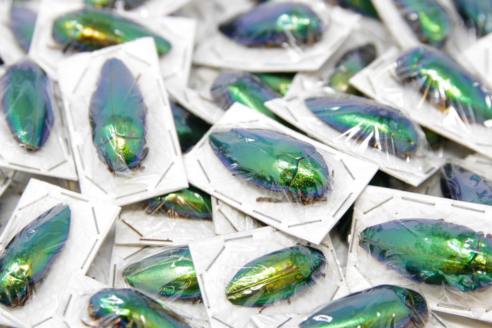 WHOLESALE 10 Metallic Green Jewel Beetles | Sternocera ruficornis | A1 Entomology Specimens