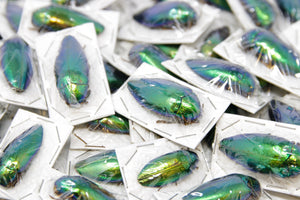 Metallic Green Jewel Beetles (Sternocera ruficornis) A1 Unmounted Specimens