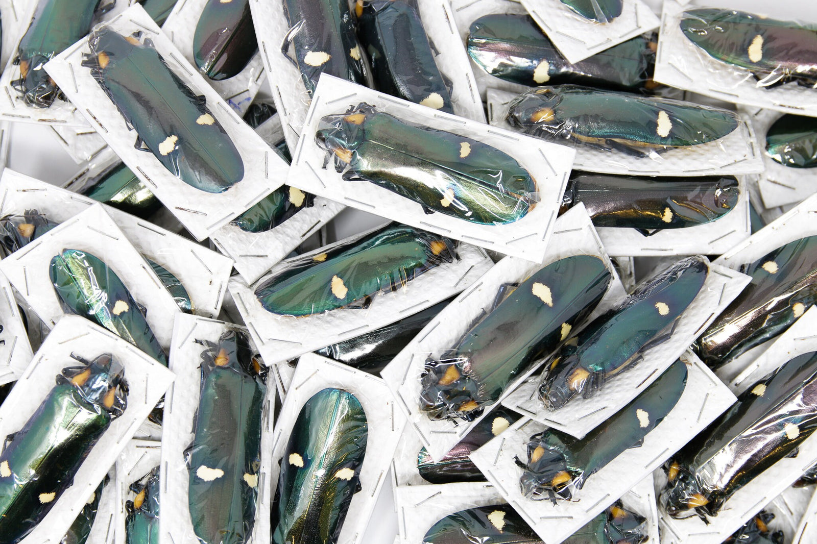 Giant Jewel Beetles (Megaloxantha bicolor) A1 Unmounted Specimens