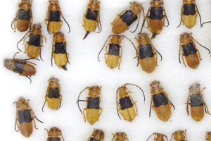 Insect Specimen Collection, Laos 2021 (Southeast Asia) Set #501