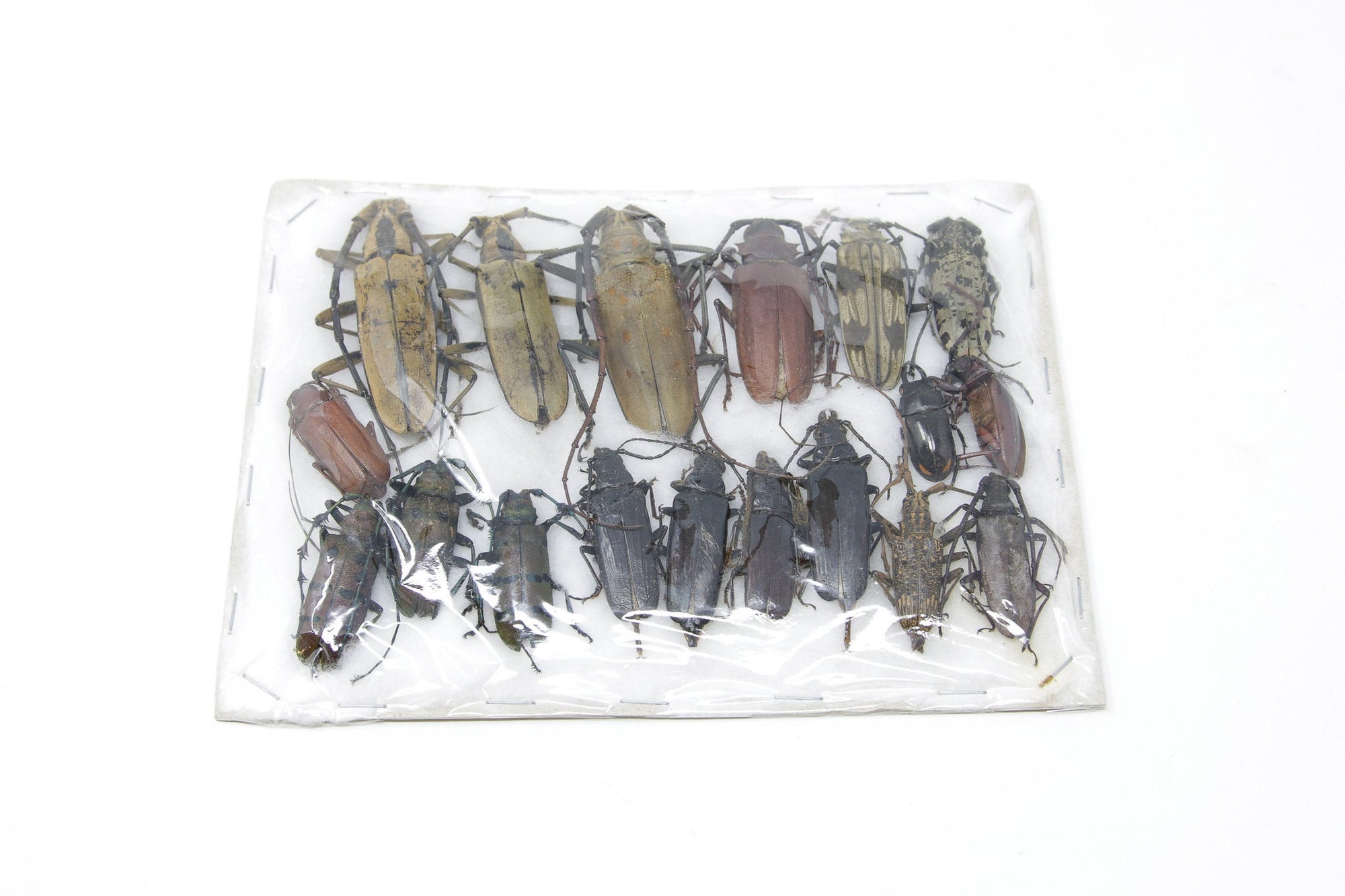 Insect Specimen Collection, Laos 2021 (Southeast Asia) Set #518