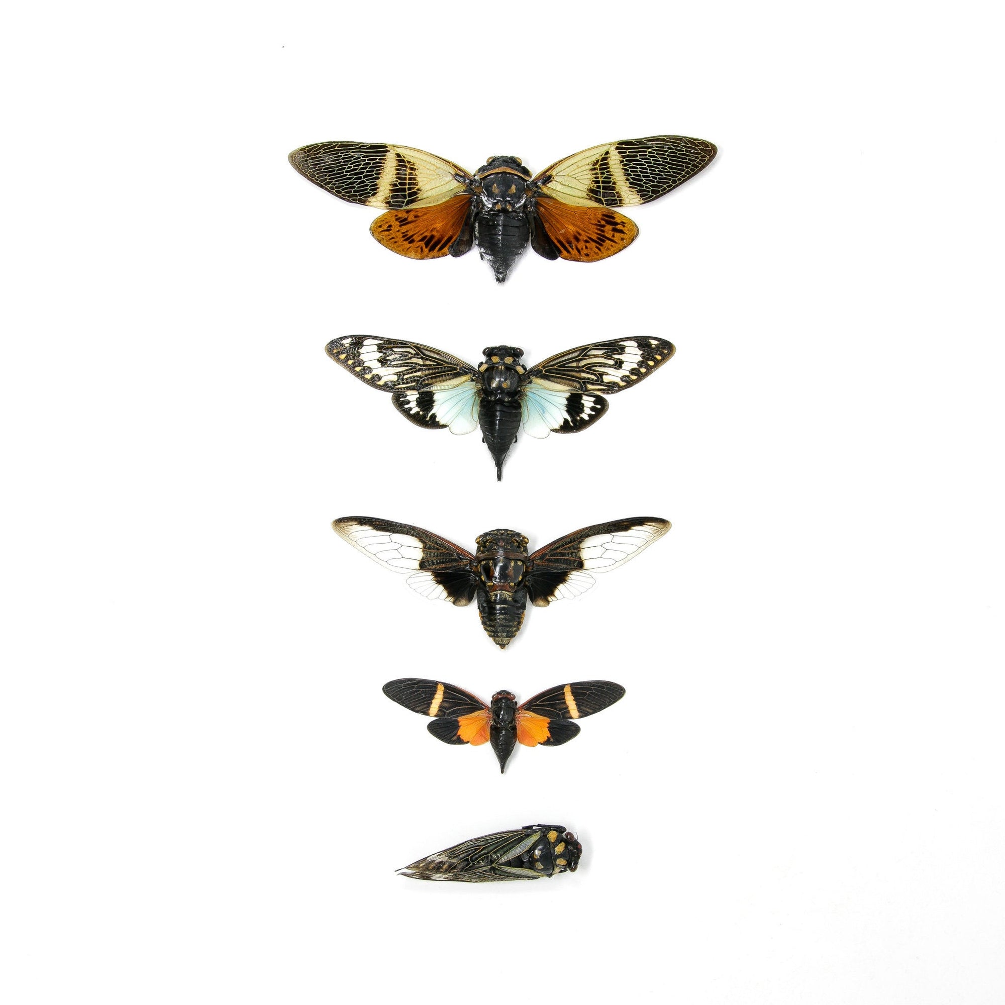 Collection of 5 Tropical Cicadas A1 Entomology Specimens