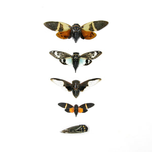 Collection of 5 Tropical Cicadas A1 Entomology Specimens