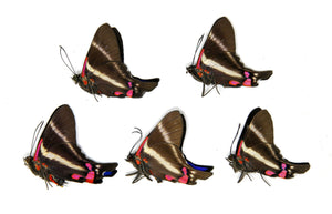 5 x Rhetus periander | Metalmark Butterflies | A1 Unmounted Specimens