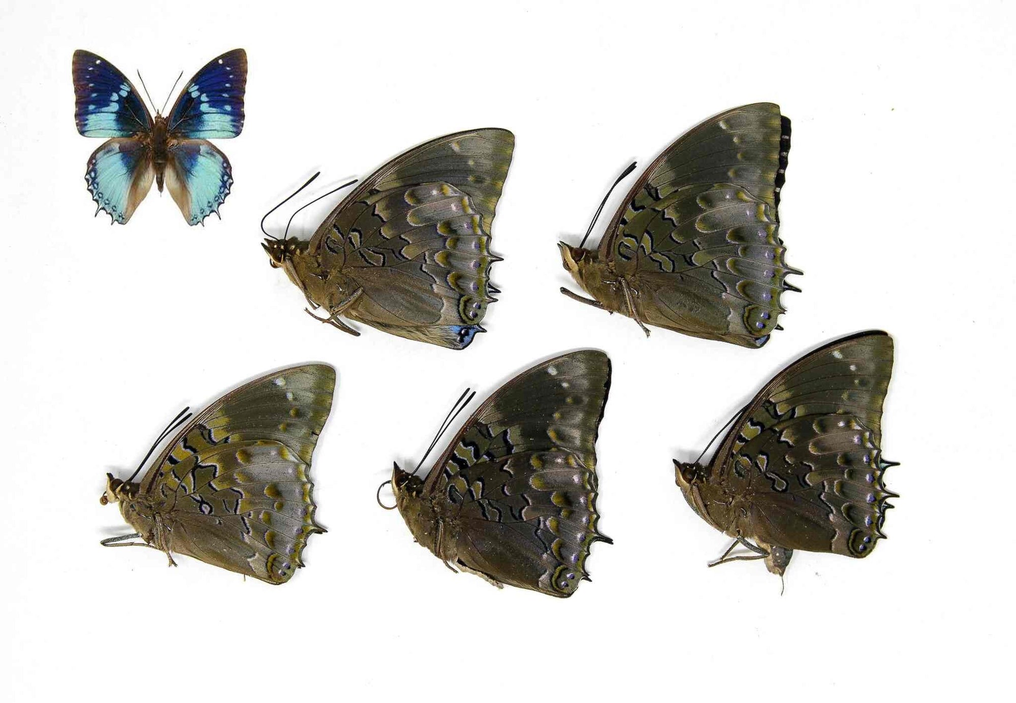 Five (5) Western Blue Charaxes | Charaxes smaragdalis | Unmounted Papered Butterflies | Entomology Specimens A1