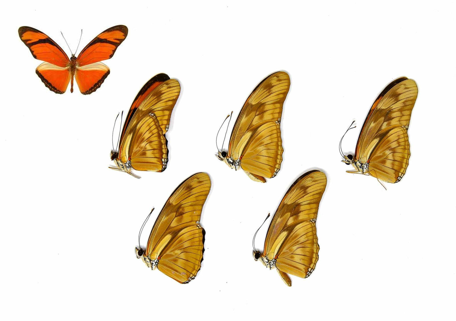 5 x Dryas julia | Julia Butterflies | A1 Unmounted Specimens