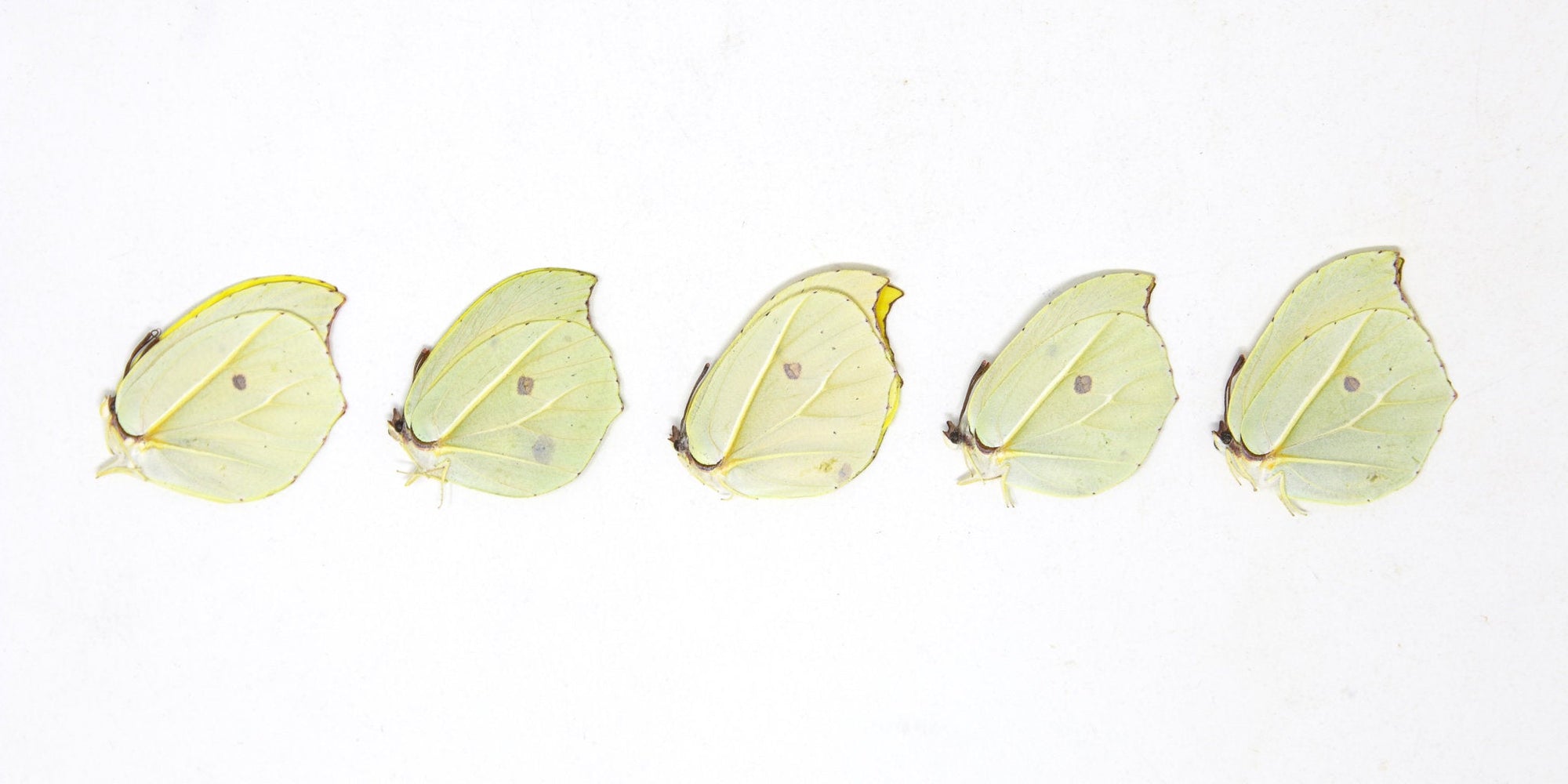 5 x Gonepteryx amintha | Orange Brimstone Butterflies | A1 Unmounted Specimens