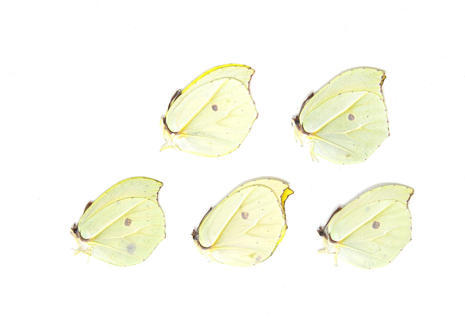 Lot of 5 Gonepteryx amintha | Orange Brimstone Butterflies | A1 Unmounted Specimens