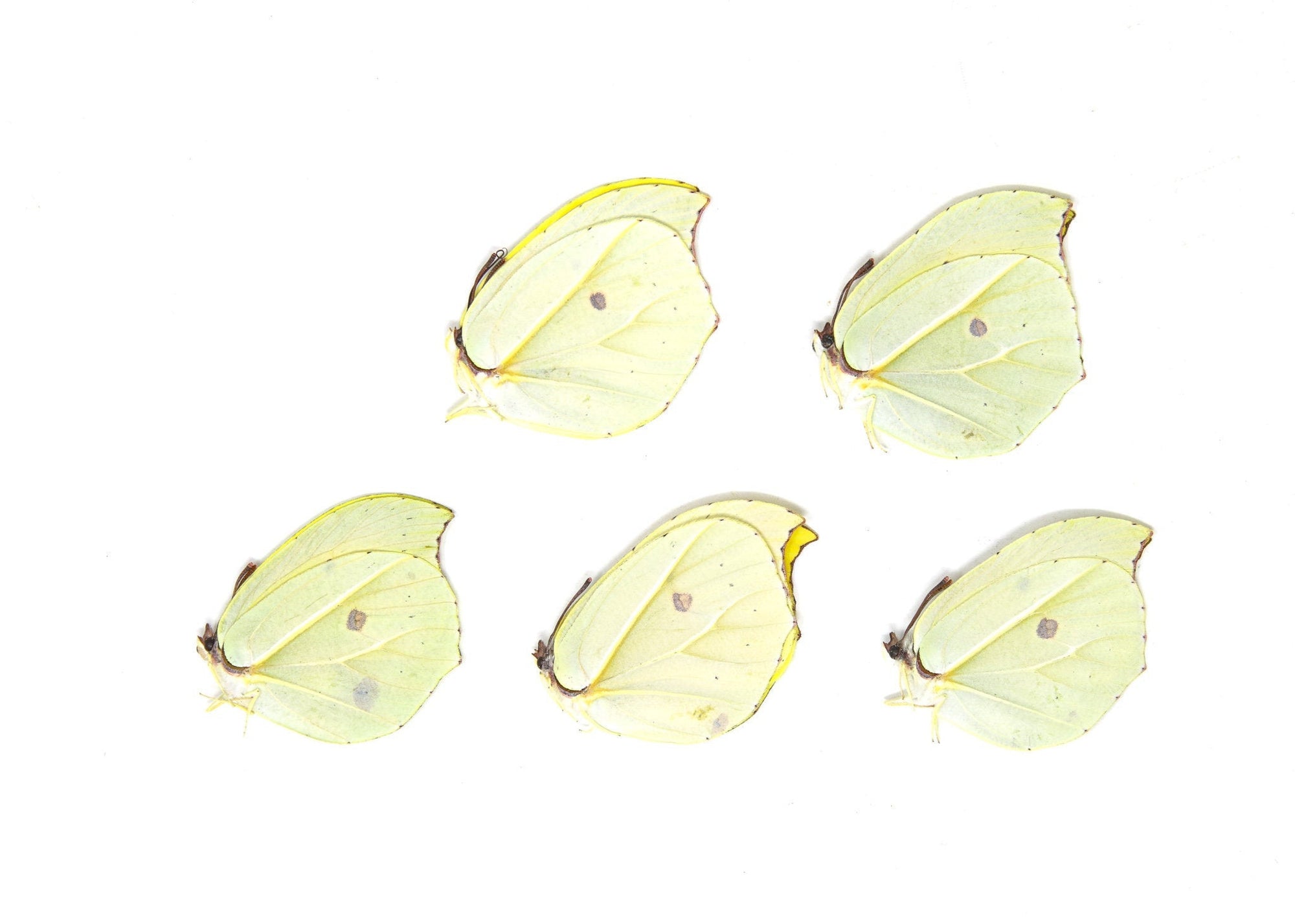 5 x Gonepteryx amintha | Orange Brimstone Butterflies | A1 Unmounted Specimens