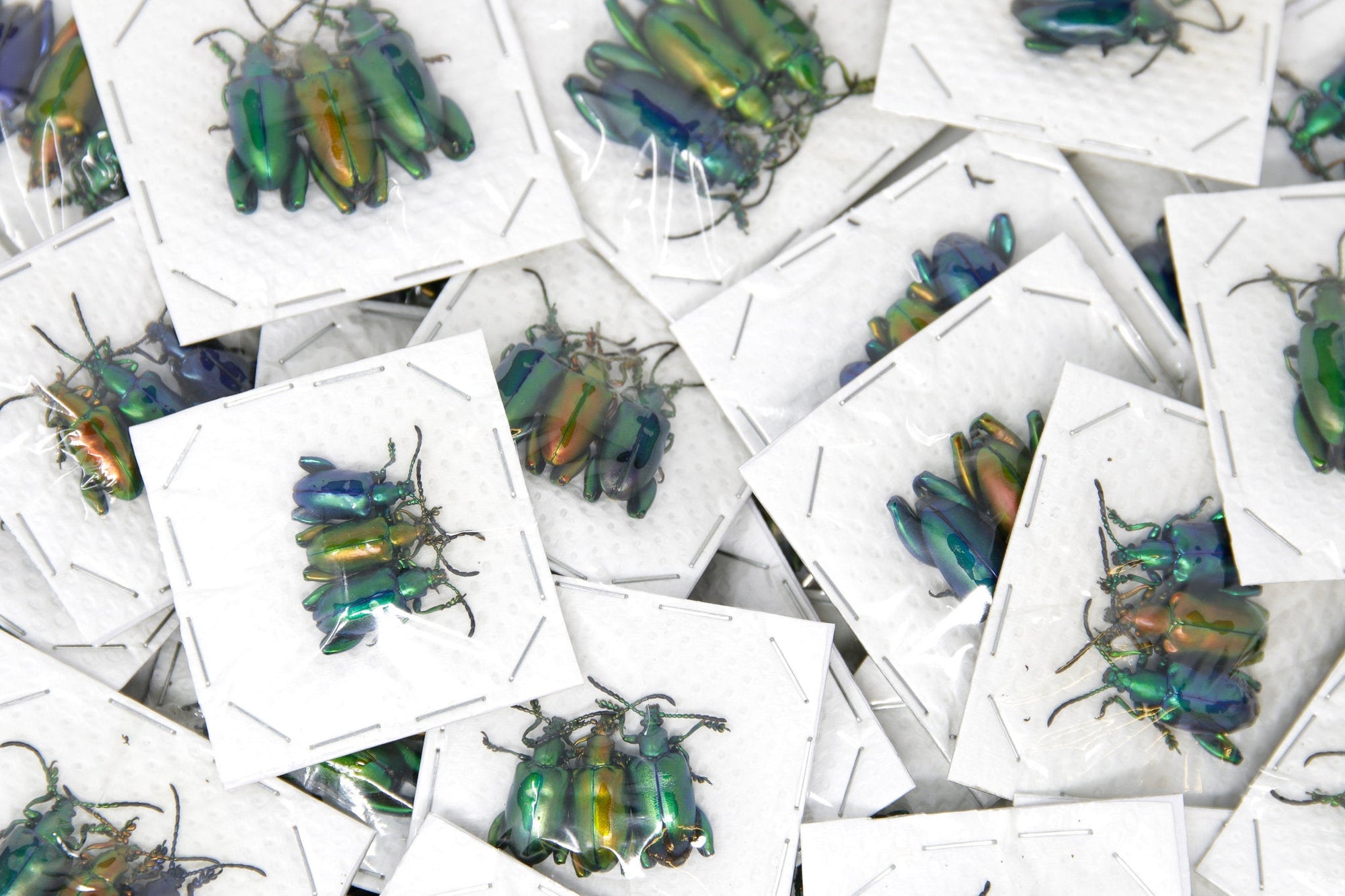 6 x Metallic Frog-Leg Beetles | Sagra longicollis | Pretty Insect Specimens for Entomology Art