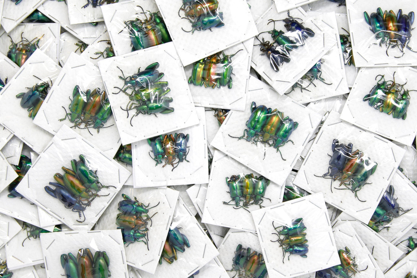 100 x Wholesale Frog Beetles | Sagra longicollis, Thailand A1 | Specimens for Entomology Art