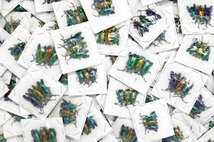 WHOLESALE 30 Colorful Frog Beetles | Sagra longicollis, Thailand A1 | Pretty Insect Specimens for Entomology Art