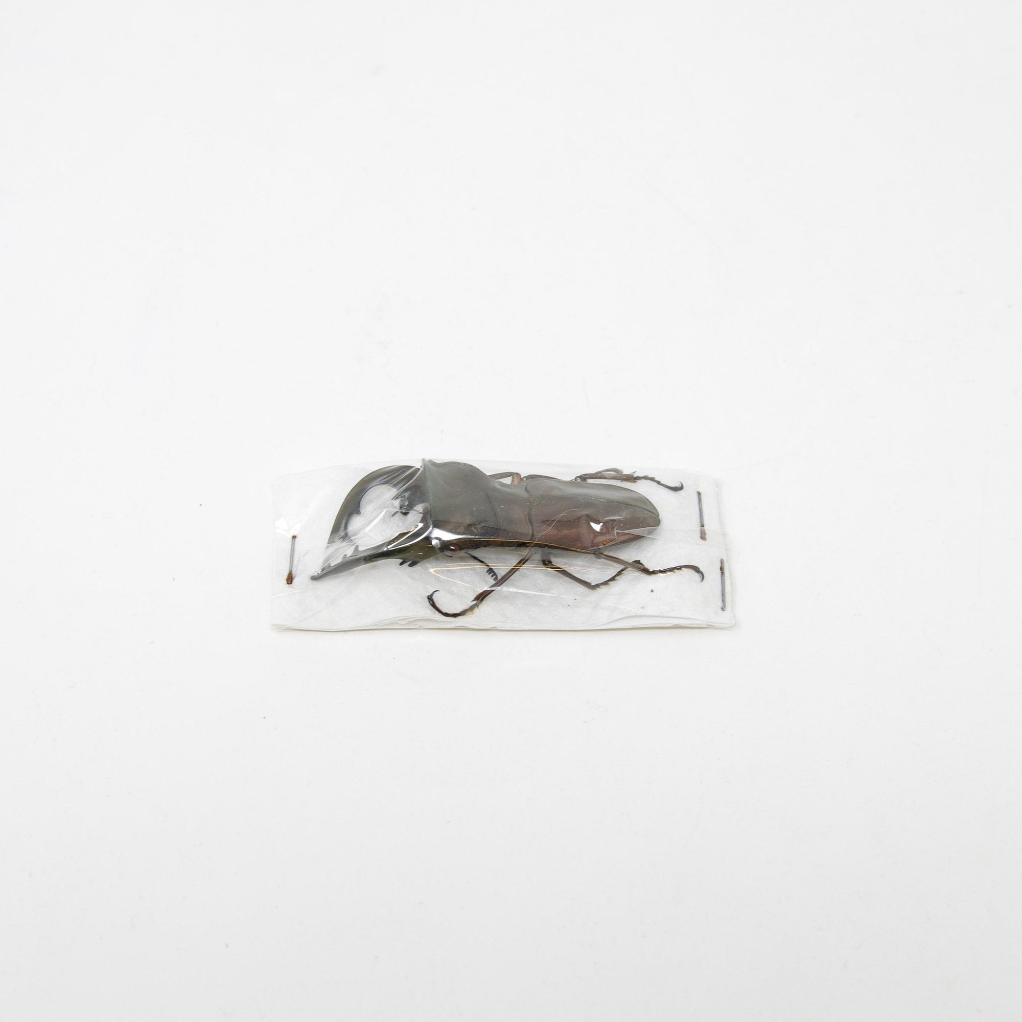 1 x Cyclommatus speciosus 40-50mm | Malaita Is. Solomons Is. 05.2005 | Entomology Specimen and Data