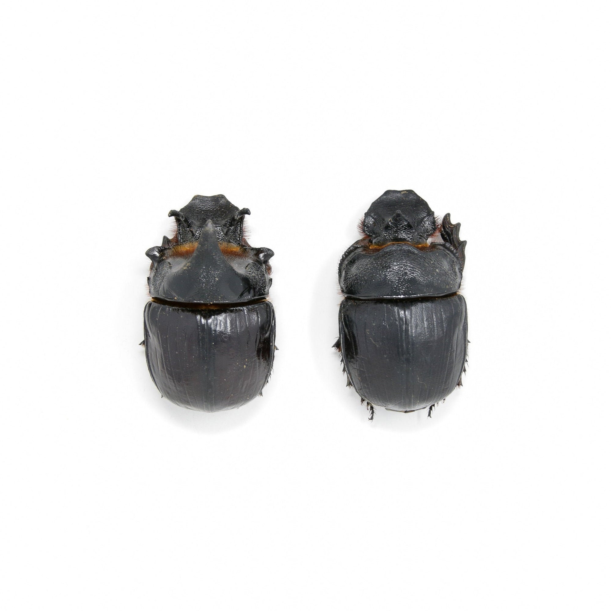 Pair Elephant Dung Beetles (Heliocopris dominus) GAINT SCARAB BEETLE A1 Quality, Entomology Real Insects, Dry Preserved Specimens