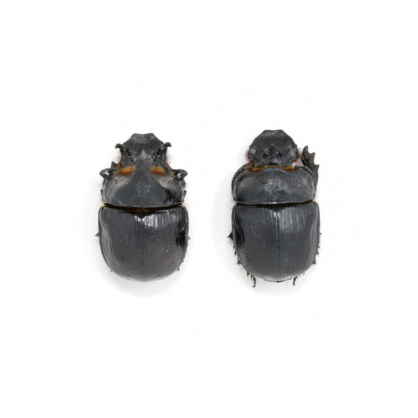 TWO (2) Elephant Dung Beetles (Heliocopris dominus) A1 Entomology