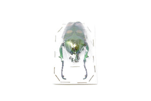 Jumnos ruckeri ruckeri 50.8mm A1 | Thailand Flower Beetle, Entomology Specimen