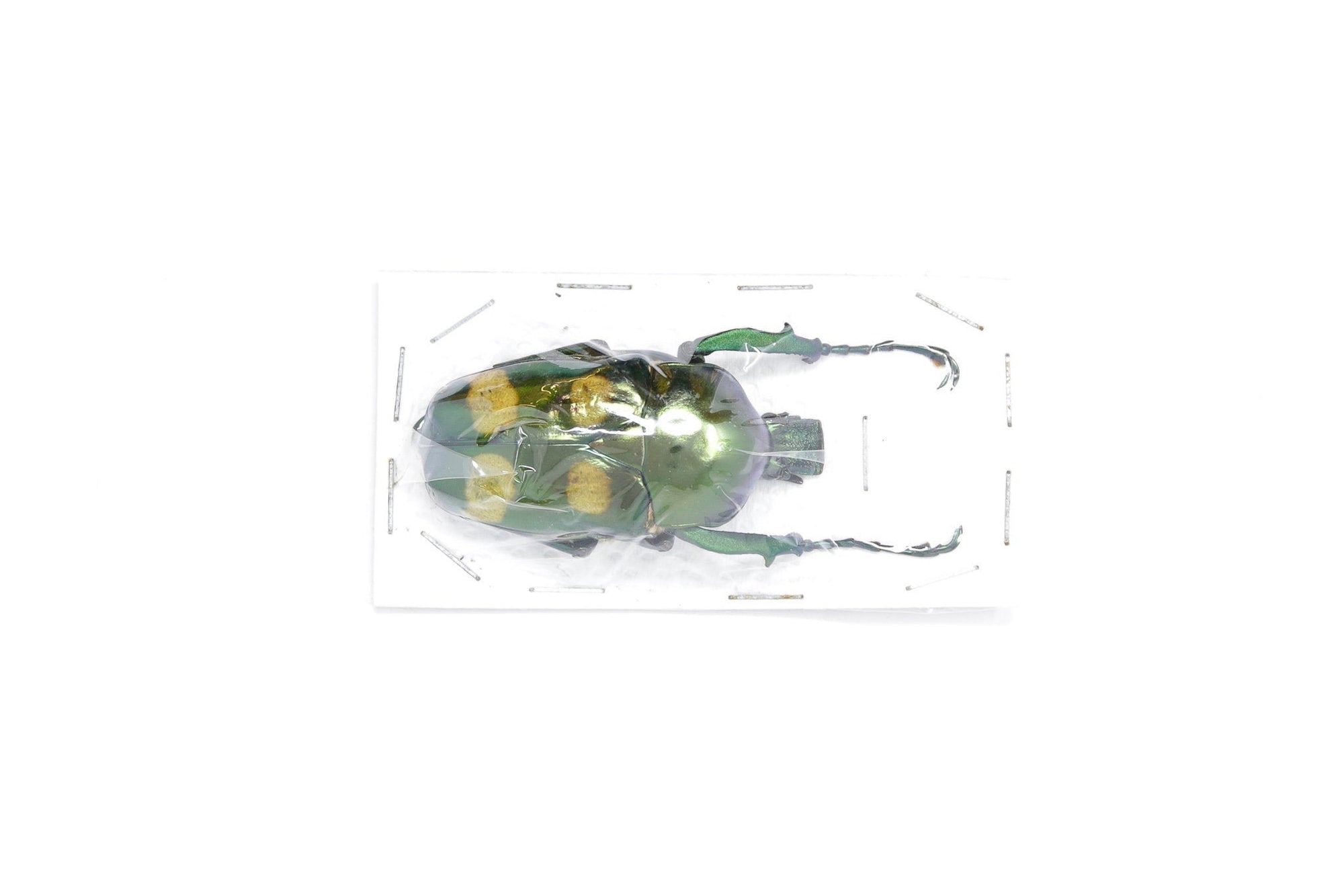 Jumnos ruckeri ruckeri 50.5mm A1 | Thailand Green Flower Beetle, Entomology Specimen