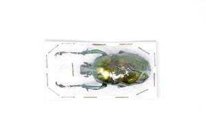 Jumnos ruckeri ruckeri 49.9mm A1 | Thailand Flower Beetle, Entomology Specimen