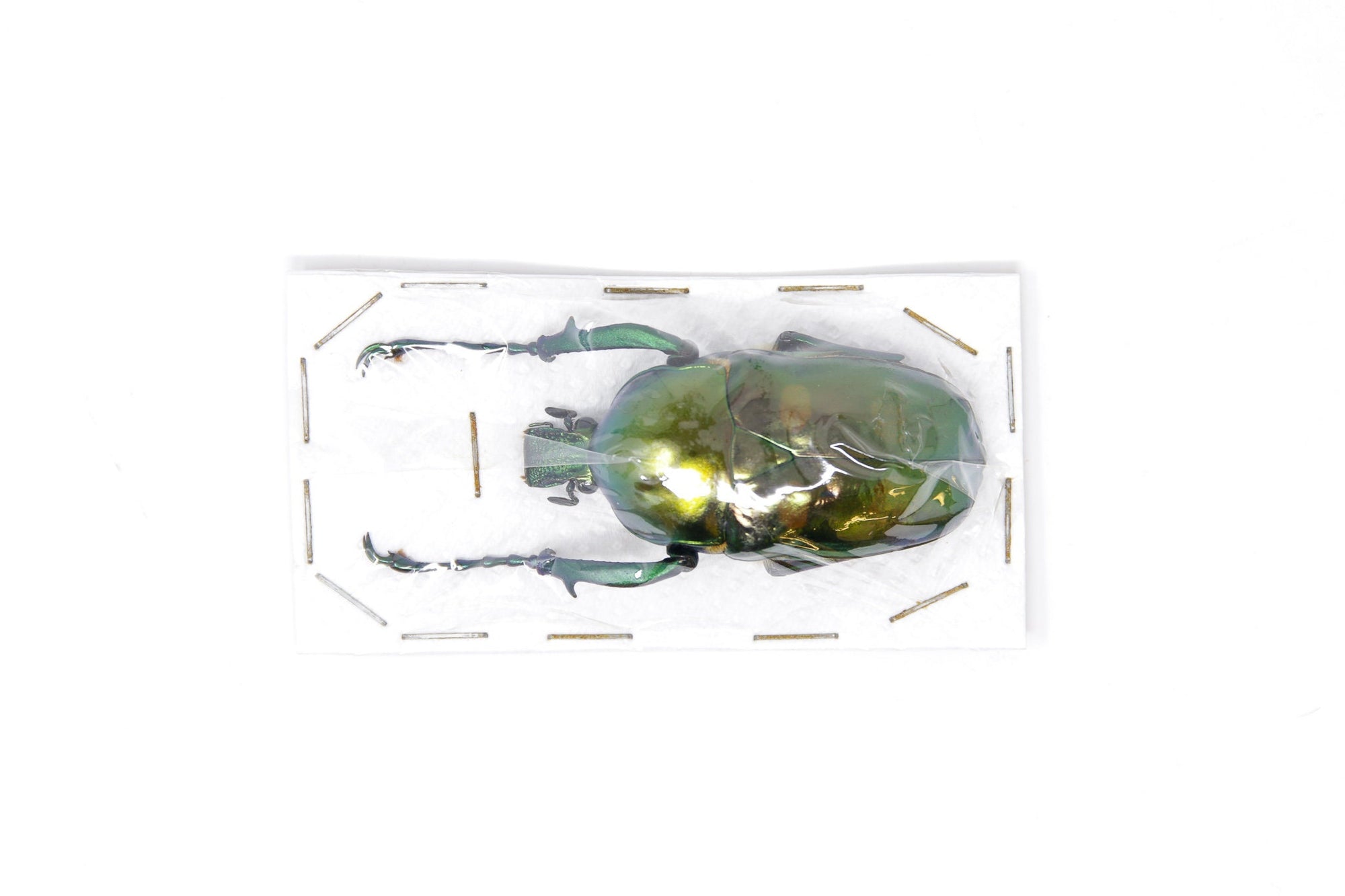 Jumnos ruckeri ruckeri 49.9mm A1 | Thailand Green Flower Beetle, Entomology Specimen