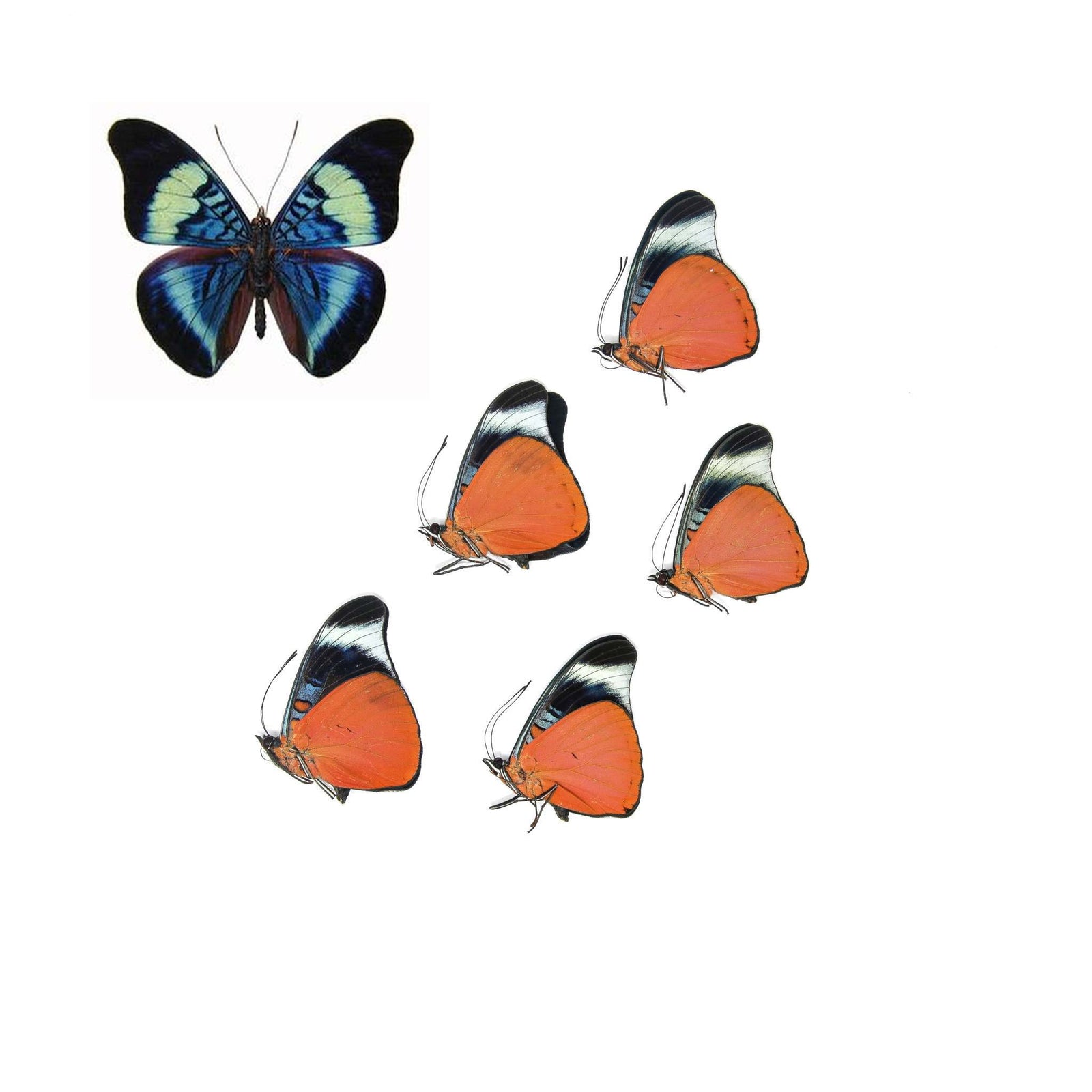 5 x Red Flasher Butterflies | Panacea prola | A1 Unmounted Specimens