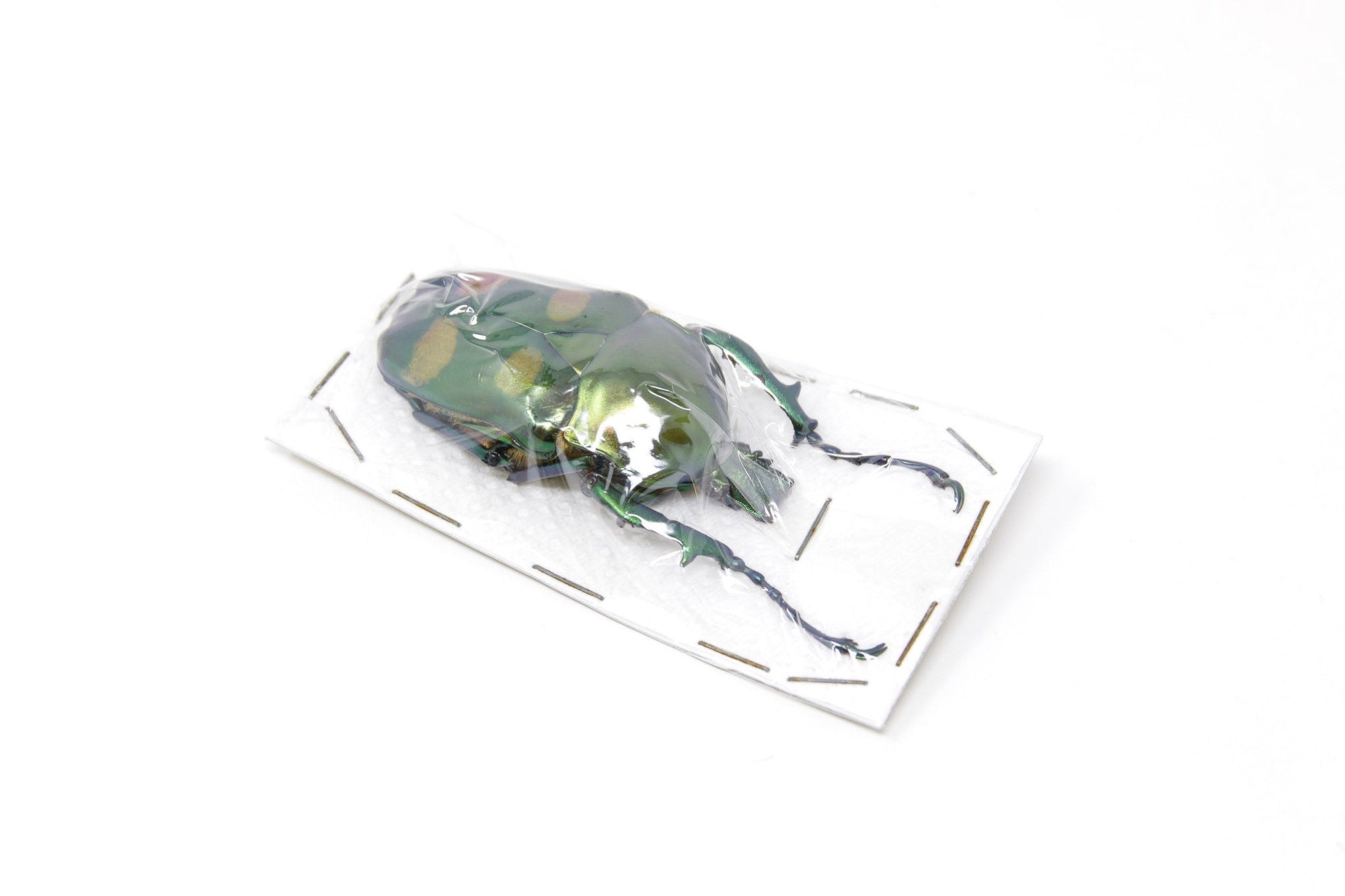 Jumnos ruckeri ruckeri 54.5mm A1 | Thailand Flower Beetle, Entomology Specimen