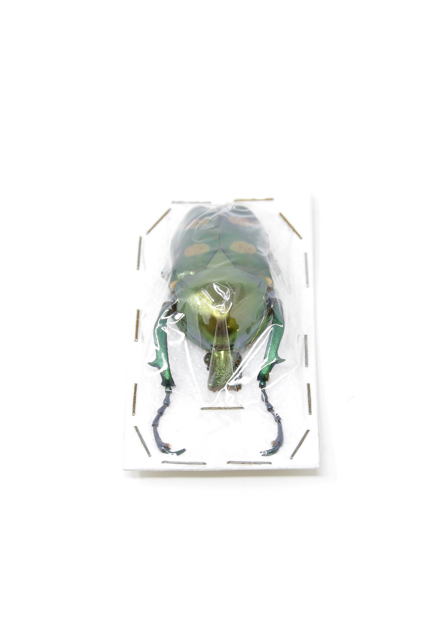 Jumnos ruckeri ruckeri 51mm A1 | Thailand Flower Beetle, Entomology Specimen