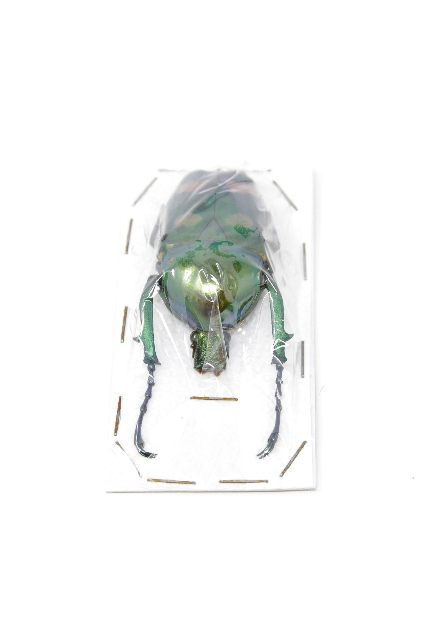Jumnos ruckeri ruckeri 49.8mm A1 | Thailand Flower Beetle, Entomology Specimen